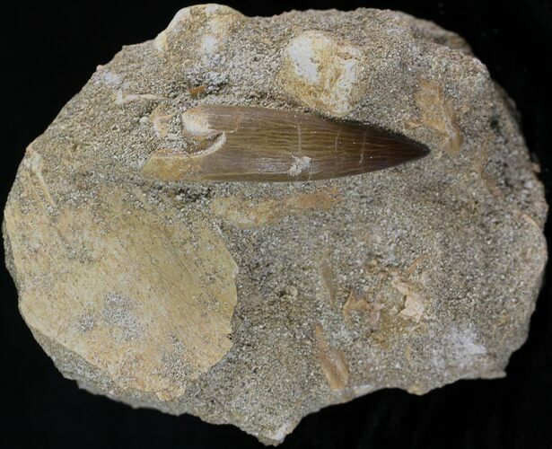 Fossil Plesiosaur Tooth In Matrix #25223